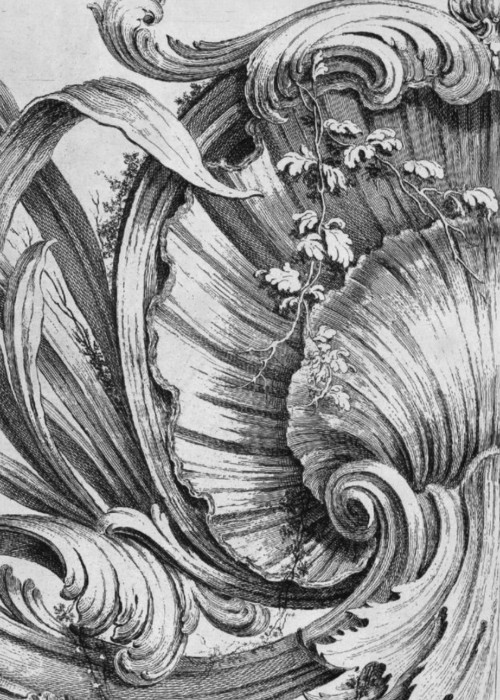 Coquille – image de référence